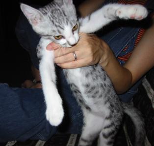 �ł񂷂���i�܂�̐}