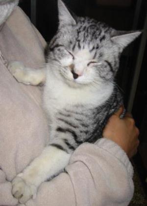 �ł�@�łԂ����̐}