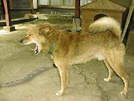 �W�����O�����