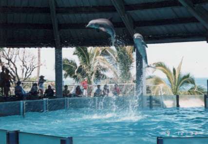 �V�[���C�t�p�[�N�̃C���J�V���[